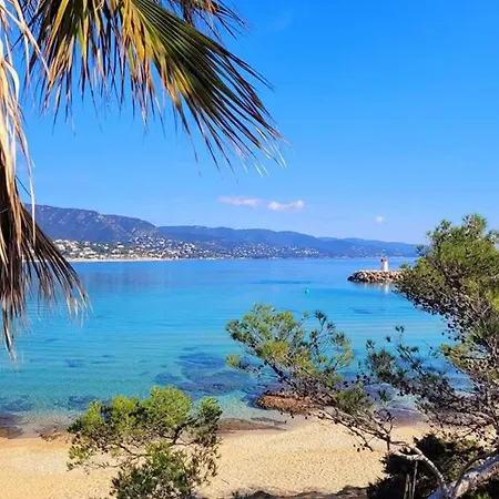 Pieds Dans L'eau Vue Les Mimosas 봄레미모사