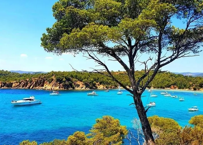 Pieds Dans L'eau Vue Les Mimosas * 봄레미모사